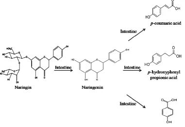 Figura 6: Estructura química Naringina y metabolitos 