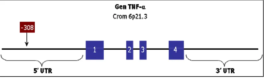 Figura 7. Gen del TNF-α situado en el brazo corto del cromosoma 6. 