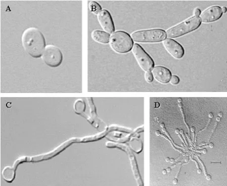 Figure I.2- Different morphogenic states of C. albicansyeast, (B) pseudohyphae, (C) hyphae, and (D) chlamydospore