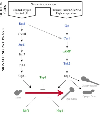 Figure I.3. Candida albicansseparate signalling pathways. Two major pathways, defined by the transcriptional  morphogenesis networks