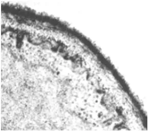 Figure I.6- Scheme of the structural organization of cell wall components in yeasts. 