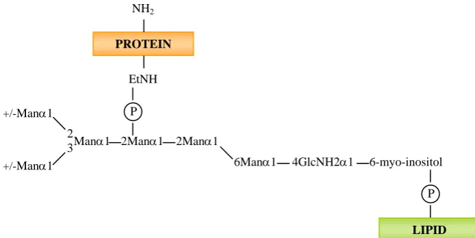 Figure I.8- Glycosyl phosphatydil inositol anchor structure of yeast proteins. 1995). EtNH, ethanolamine; (P), phosphate; Man, mannose