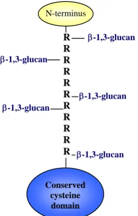 Figure I.10- Internal repeats of Pir proteins may act as crosslinkers between β-1,3-glucan chains