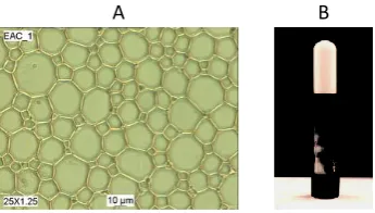 Figura 22.1. Ejemplo de una emulsión altamente concentrada observada microscópicamente (A) y visualmente (B)