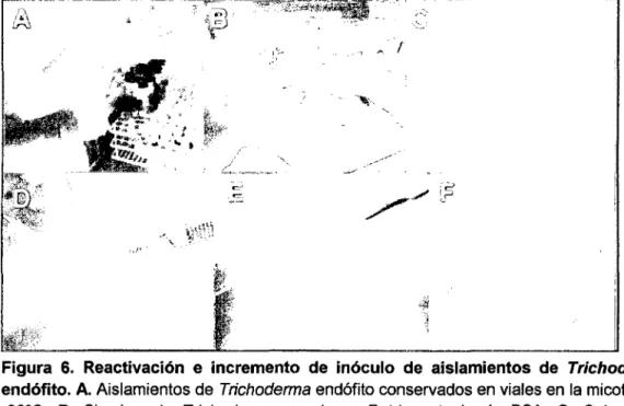 Figura  6.  Reactivación  e  incremento  de  inóculo  de  aislamientos  de  Trichoderma  endófito