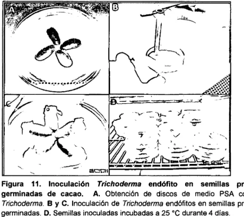 Figura  11.  Inoculación  Trichoderma  endófito  en  semillas  pre- pre-germinadas  de  cacao