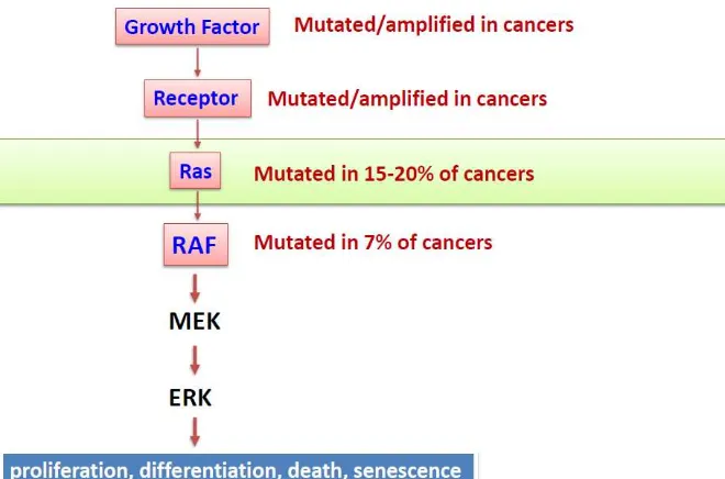 Figura 4: Alteraciones de la vía Ras-MAPK en cáncer humano. 
