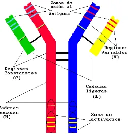Figura 1. Esquema de la estructura de un anticuerpo. Las cadenas pesadas (H) y ligeras (L) presentan dos regiones, o dominios, diferenciados: el dominio variable (V) y el dominio constante (C)