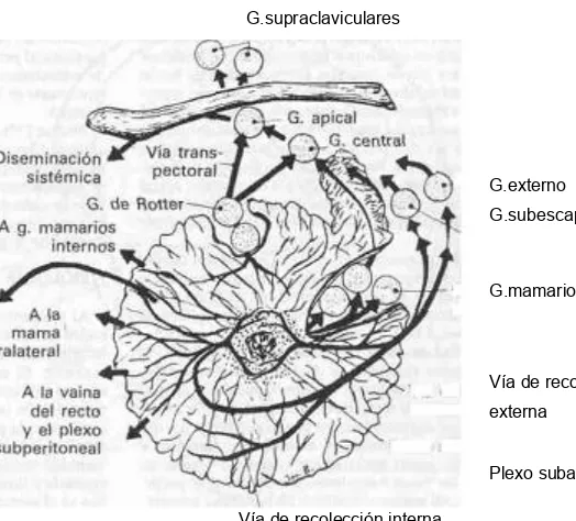 Figura 10 en relación con la glándula mamaria y se ilustran las vías de drenaje linfático (indicadas por las flechas)