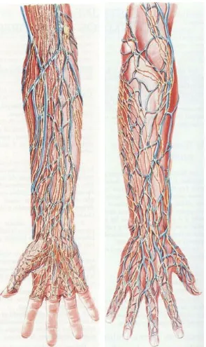 Figura 12 15 : Vasos linfáticos del miembro superior (mano y antebrazo). 
