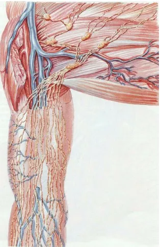 Figura 13 15 : Vasos linfáticos del miembro superior (brazo).  