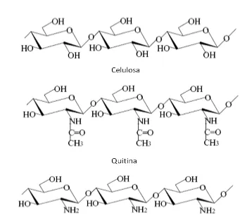 Figura 1-11: Estructura de polímeros de celulosa, quitina y quitosano. 