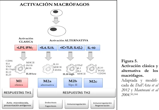 Figura 5.  