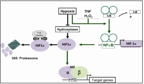 Figura 7. Implicación del factor de transcripción HIF-1α en el adipocito en condiciones de hipoxia
