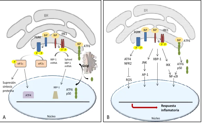 Figura 9. A) Esquema de respuesta de UPR (Unfolded Protein Response). B) Consecuencias del estrés del retículo endoplasmático