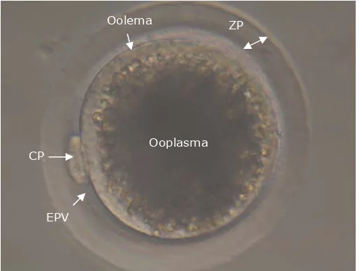 Figura 1. Descripción esquemática de la morfología del ovocito maduro. Ovocito porcino madurado in vitro (Departamento de Fisiología, Universidad de Murcia)