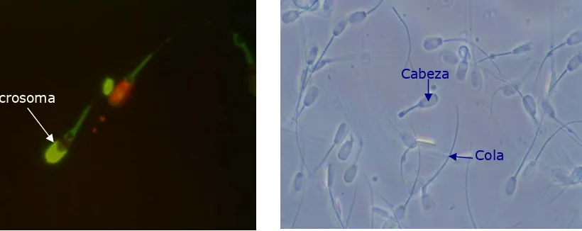 Figura 3. Espermatozoides de verraco con acrosoma reaccionada marcado con 