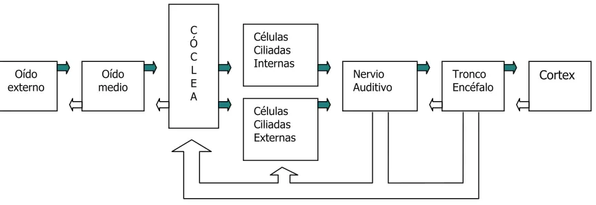 Figura 1. Esquema de los distintos segmentos de la vía auditiva.  