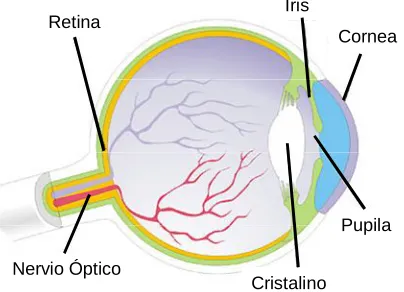 Figura 1.1. Esquema del ojo humano. 