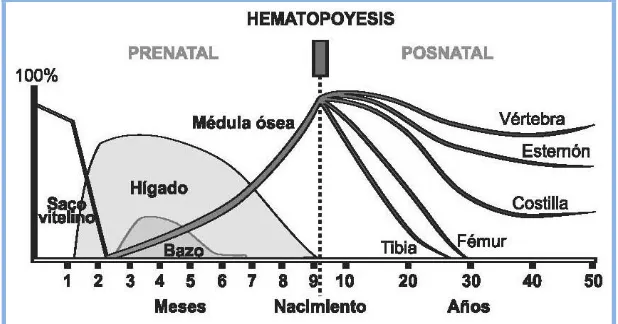 Fig.1. Localización de la hematopoyesis en el ser humano. (Tomado de Majado MJ y col.: "Hematopoyesis