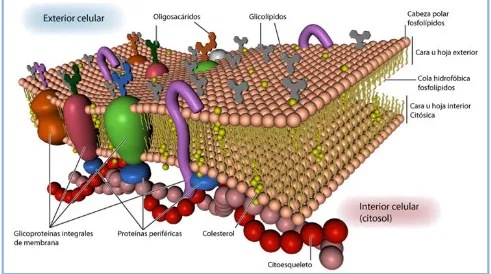 Fig. 6. Esquema de la membrana plasmática según el modelo de mosaico fluido de Singer y Nicholson