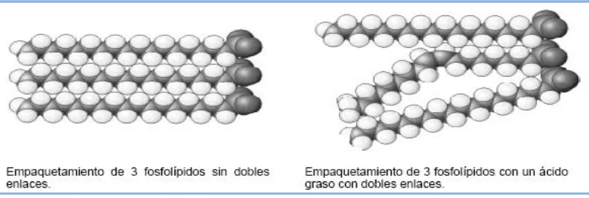 Fig. 7.2. Influencia de los dobles enlaces en el empaquetamiento de membrana. (Modificado de Rodriguez L: "Reconstitución de productos hematopoyéticos criopreservados: control de calidad, estabilidad osmótica y lavado de DMSO", Universitat Autònoma Barcelo