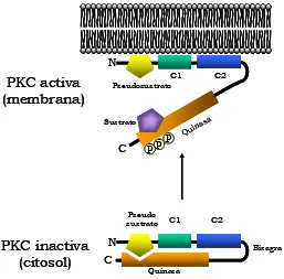 Figura I.3. Representación esquemática de la posición del pseudosustrato en la PKC. En la conformación inactiva de la enzima, el pseudosustrato bloquea el 