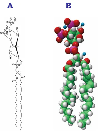 Figura I.8. Representación esquemática de la estructura del fosfoinosítido PtdIns(4,5)P2