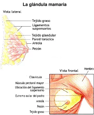 FIGURA 1. Estructura anatómica de la glándula mamaria 