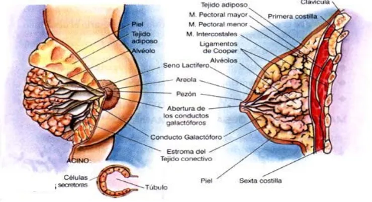 Figura 1.1. Estructura de la glándula mamaria. 