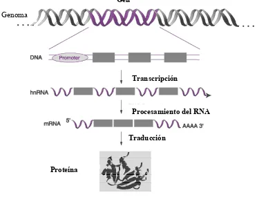 Figura 1.3. Flujo de la información genética. 
