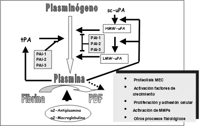 Figura 1.4. Esquema simplificado del funcionamiento del sistema fibrinolítico. tPA: Activador tisular del plasminógeno; uPA activador del plasminógeno tipo uroquinasa; sc-uPA: activador del uPA de una cadena; HMW-uPA: activador del uPA de alto peso molecul