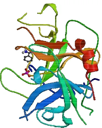 Figura 1.5. Modelo estructural de la conformación de la molécula de tPA. Las flechas representan las regiones en hoja β  y las espirales  las regiones en α-hélice  (96)