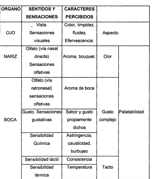 Cuadro Nº 1  Sentidos utilizados en la cata  ORGANO  SENTIDOS Y  CARACTERES 