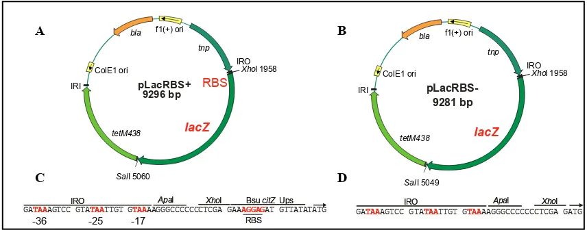 Figure 1. Construction of pLacRBS+ and pLacRBS-.  