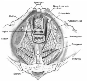 Figura 2. Diagrama del músculo elevador del ano, sus componentes y relaciones anatómicas en la pelvis