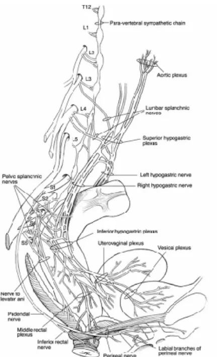 Figura 5. Esquema representativo de la inervación simpática, parasimpática y del nervio pudendo en la zona anorrectal