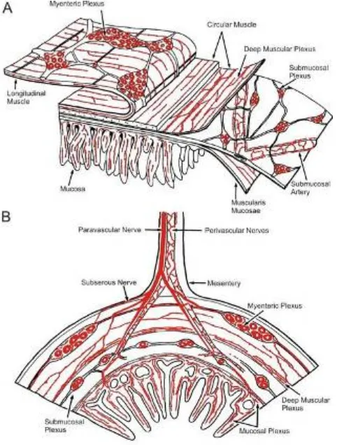 Figure 6. Esquema representativo de la Nervous SystemMassachusetts. estructura y ubicación del sistema nervioso entérico y las capas musculares del intestino delgado de cobayo