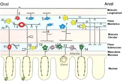 Figura 7. Tipos de neuronas del intestino de cobayo (1) interneurona ascendente, (2) IPAN mientérica, inhibitoria (7), interneurona descendente (8, 9 y 10), IPAN submucosa (11), neuronas secretomotoras y vasodilatadores (12, 13 y 14), neuronas que proyecta