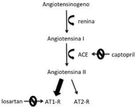 Figura 8. Esquema representativo del sistema renina-angiotensina y de antagonistas selectivos utilizados en estudios del esfínter anal interno
