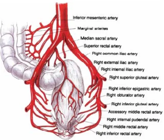 Figura 9. Diagrama representativo de la irrigación arterial del canal anal. Imagen obtenida de Barleben A and Mills S (2010) Anorectal anatomy and physiology
