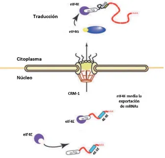 Figura�4:�Modelo�de�las�dos�funciones�conocidas�de�eIF4E:�exportación�de�mRNAs�y�traducción�cap�dependiente.�eIF4E�permite�la�traducción�de�mRNAs�con�la�estructura�cap�en�el�extremo�5’;�por�otra�parte�media� la� exportación� de� mRNAs� de� núcleo� a� citoplasma� mediante� la� su� unión� al� extremo� 3’� UTR� del�mRNA,� en� unas� secuencias� denominadas� eIF4E�sensitivity� elements� (4E�SE)� (adaptado� de� Carroll� and�Borden�2013).�