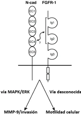 Figura�incrementa 8:� Vía� de� activación� de� la� invasión� celular� mediante� el� complejo� N�cadherina� y� FGFR�1.� La�interacción�sinérgica�de�la�N�cadherina�con�el�receptor�de�factores�de�crecimiento�de�fibroblastos�(FGFR)��la�invasión�celular�mediante�la�secreción�de�MMP9�al�activarse�la�vía�MAPK/ERK,�y�la�motilidad�celular�mediante�una�vía�desconocida�(adaptado�de�Hazan,�Qiao�et�al.�2004).��