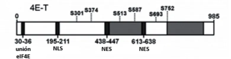 Figura�exportación�9:�Representación�esquemática�de�los�seis�lugares�de�fosforilación�de�4E�T�por�JNK.�NES:�señal�de�nuclear;�NLS:�señal�de�localización�nuclear�(Cargnello,�Tcherkezian�et�al.�2012).�