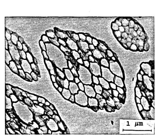 Fig.5.1.-Micrografia MET de un HIPS.