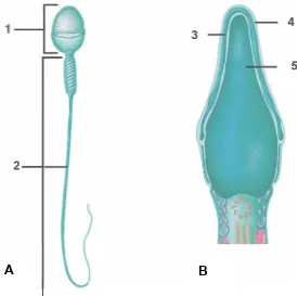 Figura 3.1. A) Partes principales del espermatozoide: 1) Cabeza, 2) Cola. Núcleo. (Tomado de http://www.oocities.org/ar/biolembrio) Corte transversal de la cabeza espermática: 3) Acrosoma, 4) Membrana plasmática y 5) B)  