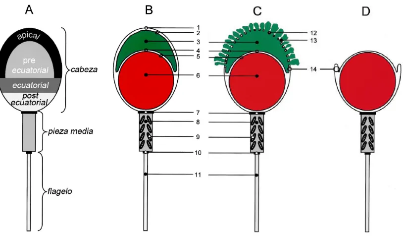 Figura 3.2. (A) Esquema de la estructura del espermatozoide. plasmática con la membrana acrosomal externa, 13: Secreción acrosomal