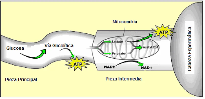 Figura 3.7. Fuente energética del espermatozoide. La producción de ATP a través de la glicolisis promueve la hiperactivación del espermatozoide (modificado de Vadnais et al., 2007)