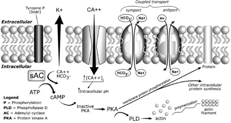 Figura 3.9. Modificaciones de la membrana plasmática durante la capacitación. La albúmina, heparina y GAG causan un eflujo de colesterol que promueve el desorden de la membrana lipídica (Vadnais et al., 2007)