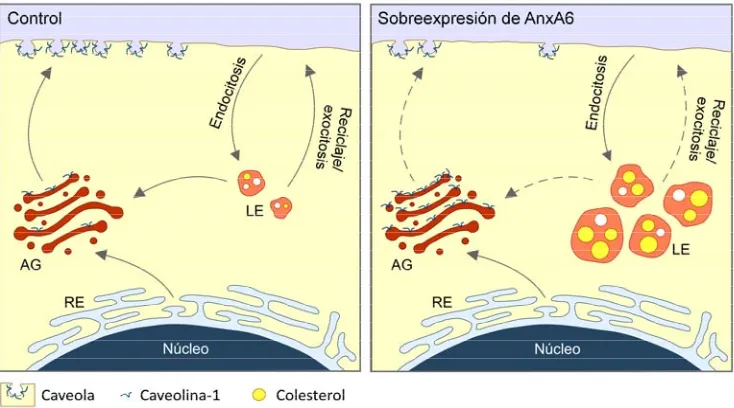 Figura 3. Papel de la AnxA6 en la homeostasis de colesterol a través de la regulación de su transporte  y la formación de caveolas